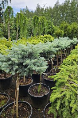 Ель колючая Глаука Глобоза на штамбе (Glauca globosa Pa)