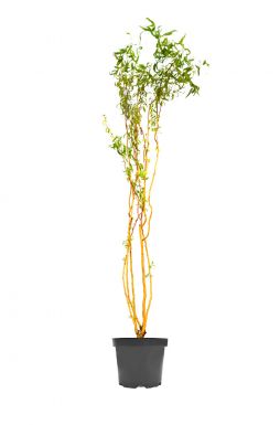 Ива Вьющаяся Эритрофлексуоза (Erythroflexuosa)