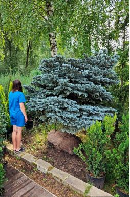 Ель колючая Глаука Глобоза (Glauca globosa)
