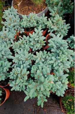 Ель колючая Глаука Глобоза (Glauca globosa)