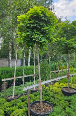 Клен остролистный Глобозум (Globosum)
