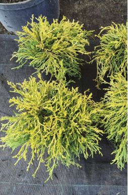 Кипарисовик горохоплодный Санголд (Sungold)